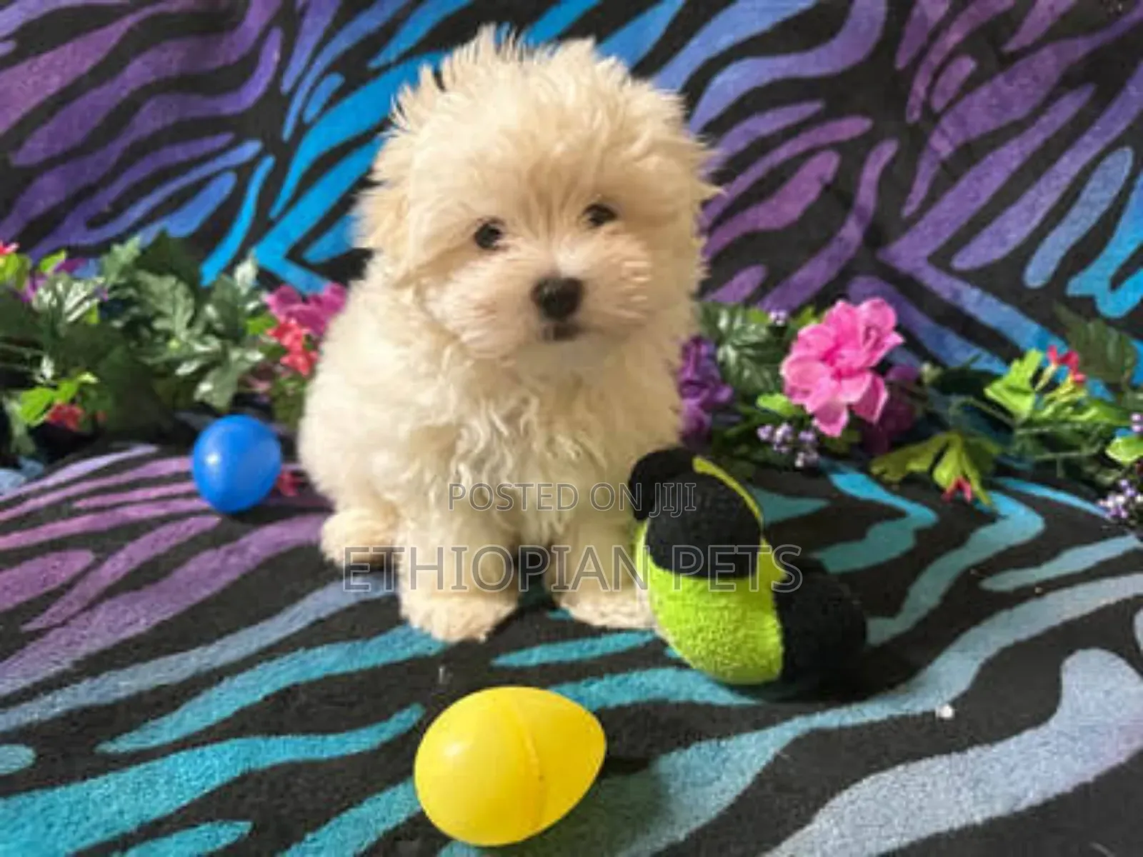 1-3 months Male Purebred Maltese