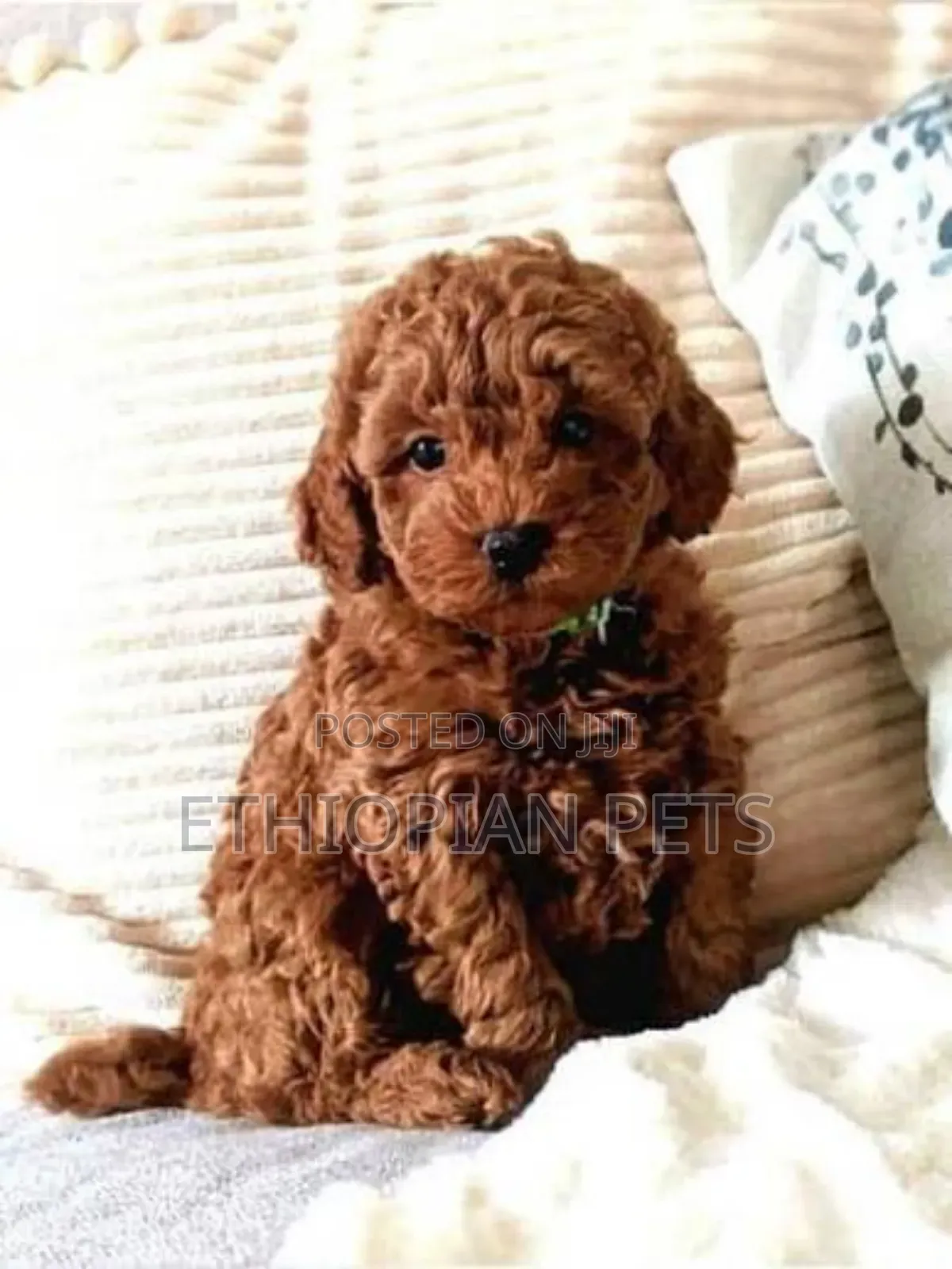1-3 months Male Purebred Poodle