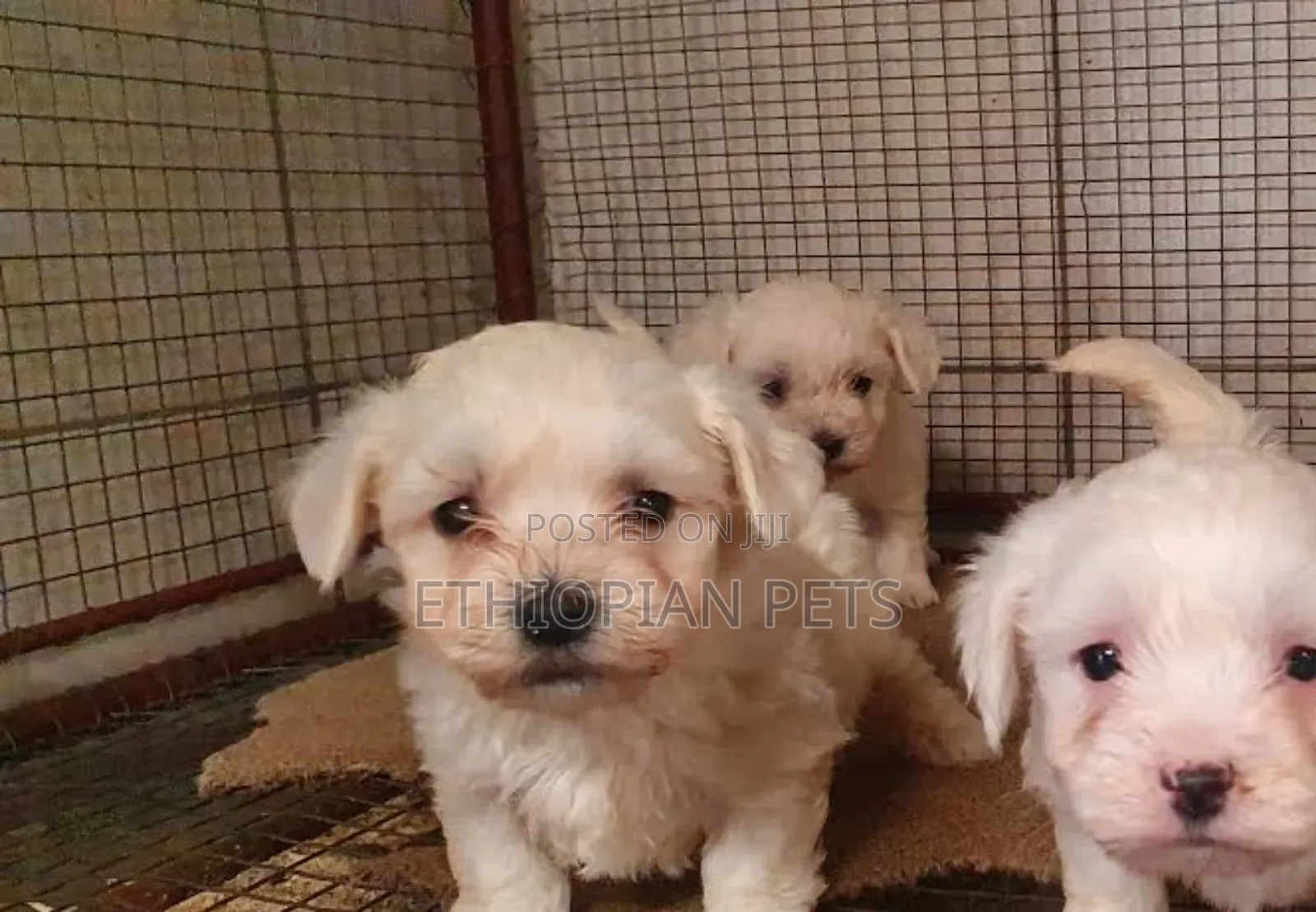 1-3 months Male Purebred Maltese
