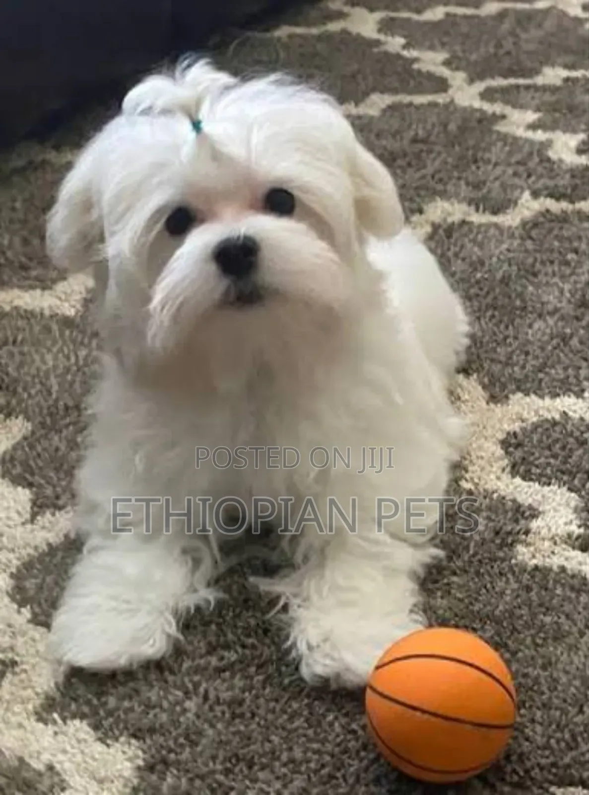 1-3 months Male Purebred Maltese
