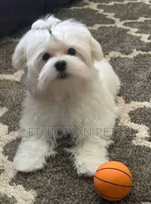 1-3 months Male Purebred Maltese
