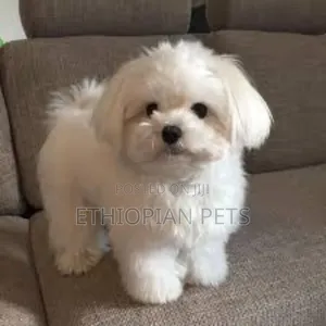 1-3 months Male Purebred Maltese
