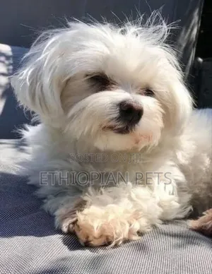 1-3 months Male Purebred Maltese