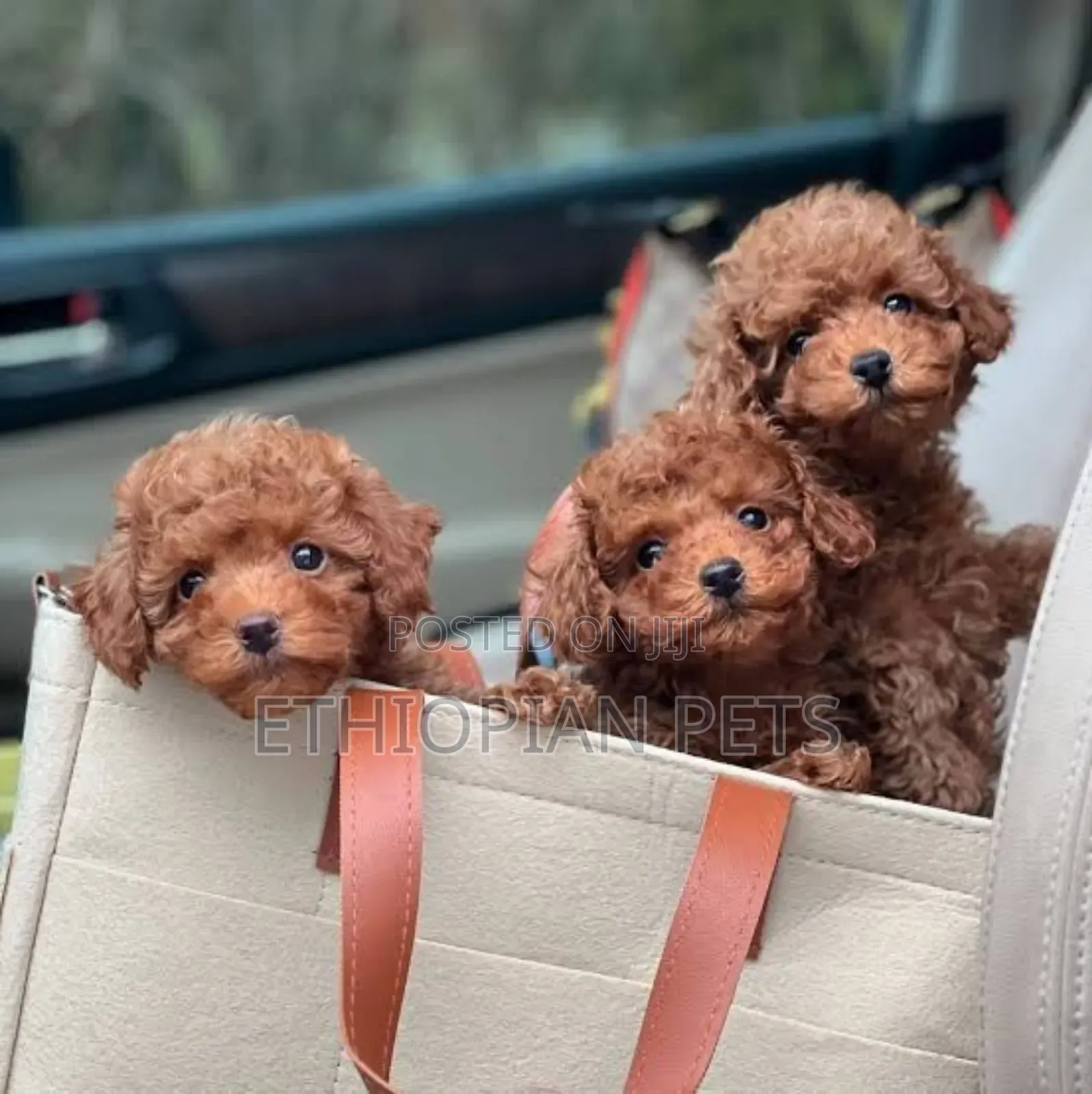 1-3 months Male Purebred Poodle