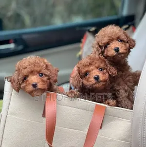 1-3 months Male Purebred Poodle
