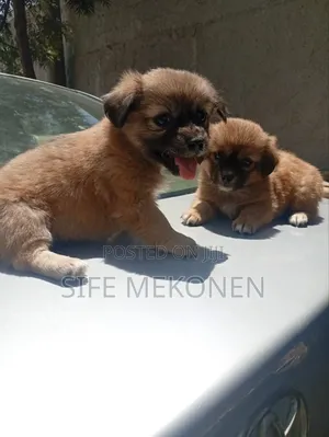 1-3 months Female Mixed Breed Chihuahua