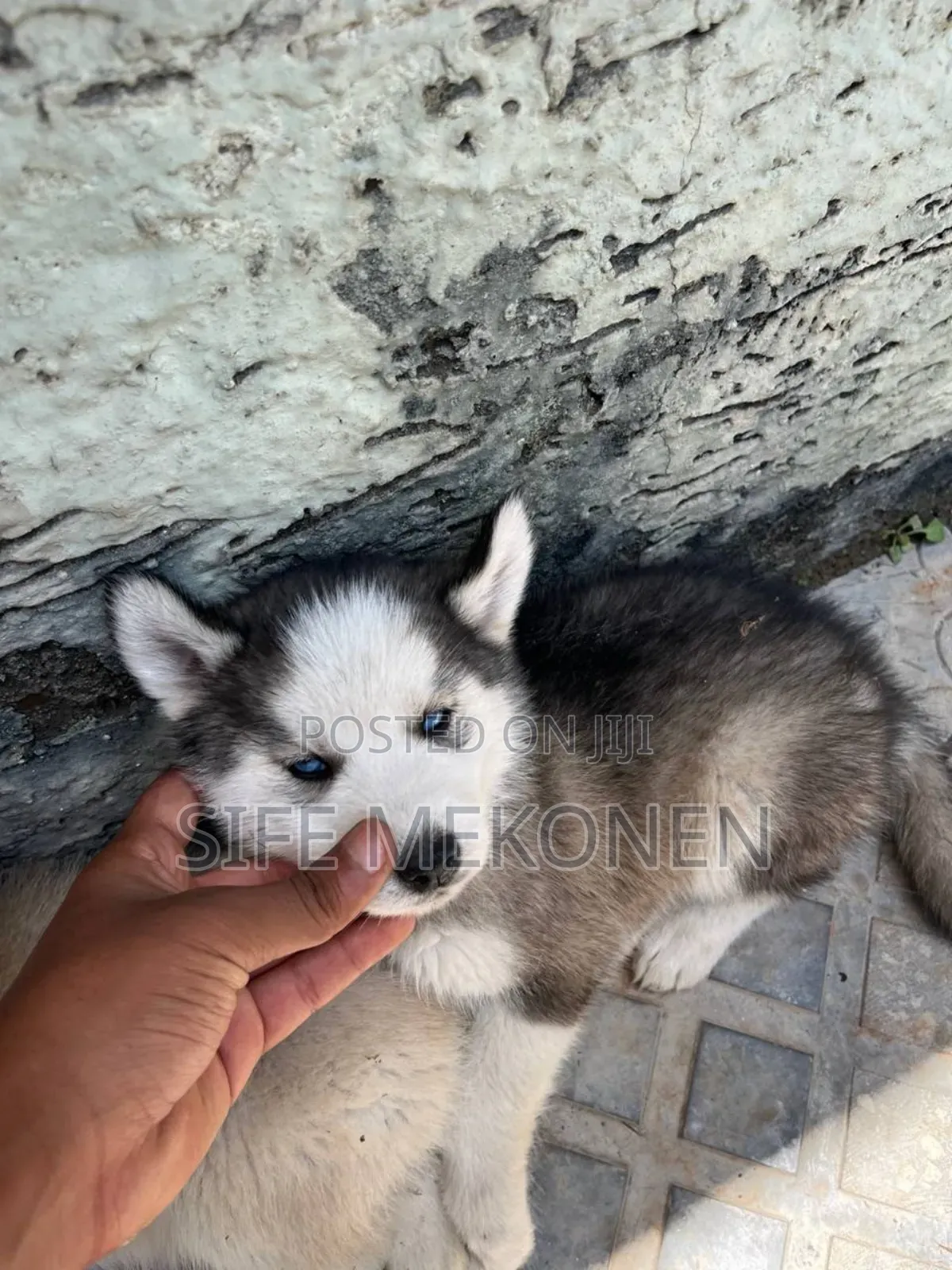 1-3 months Female Purebred Siberian Husky