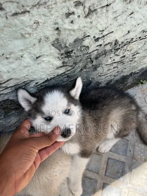 1-3 months Female Purebred Siberian Husky