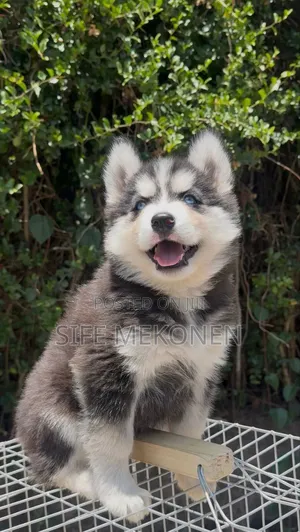1-3 months Male Purebred Siberian Husky
