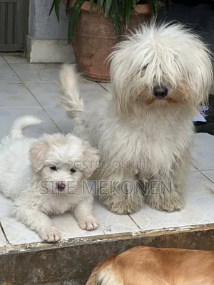 1-3 months Male Purebred Maltese