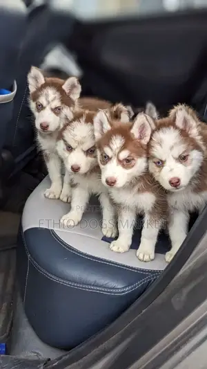 1-3 months Female Purebred Siberian Husky