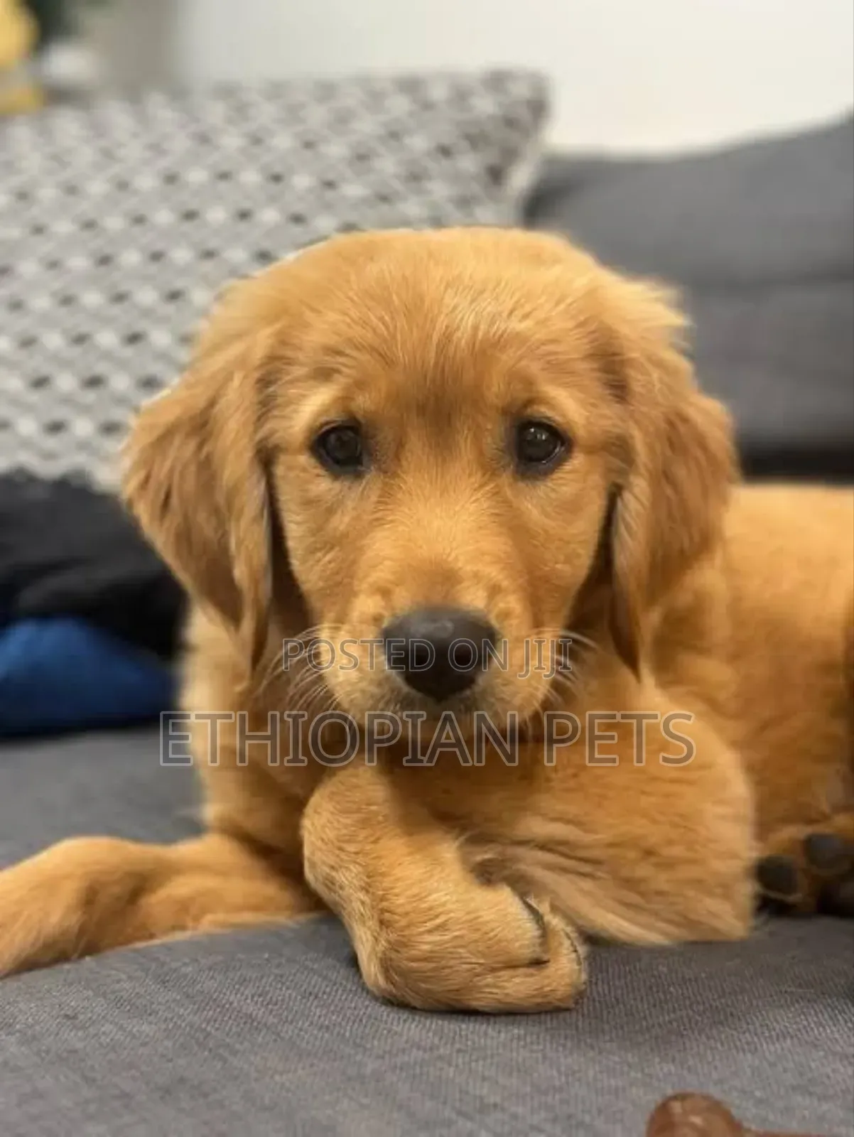 1-3 months Male Purebred Golden Retriever