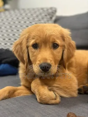 1-3 months Male Purebred Golden Retriever