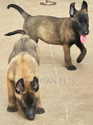 1-3 months Male Purebred Belgian Malinois