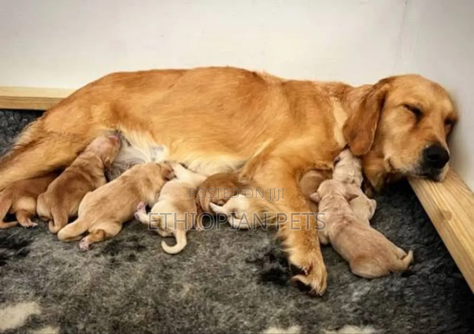 1-3 months Male Purebred Golden Retriever