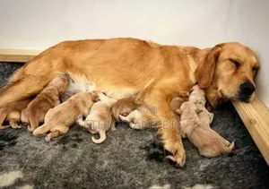 1-3 months Male Purebred Golden Retriever
