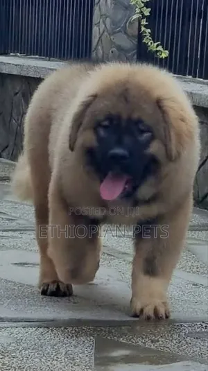 1-3 months Male Purebred Caucasian Shepherd