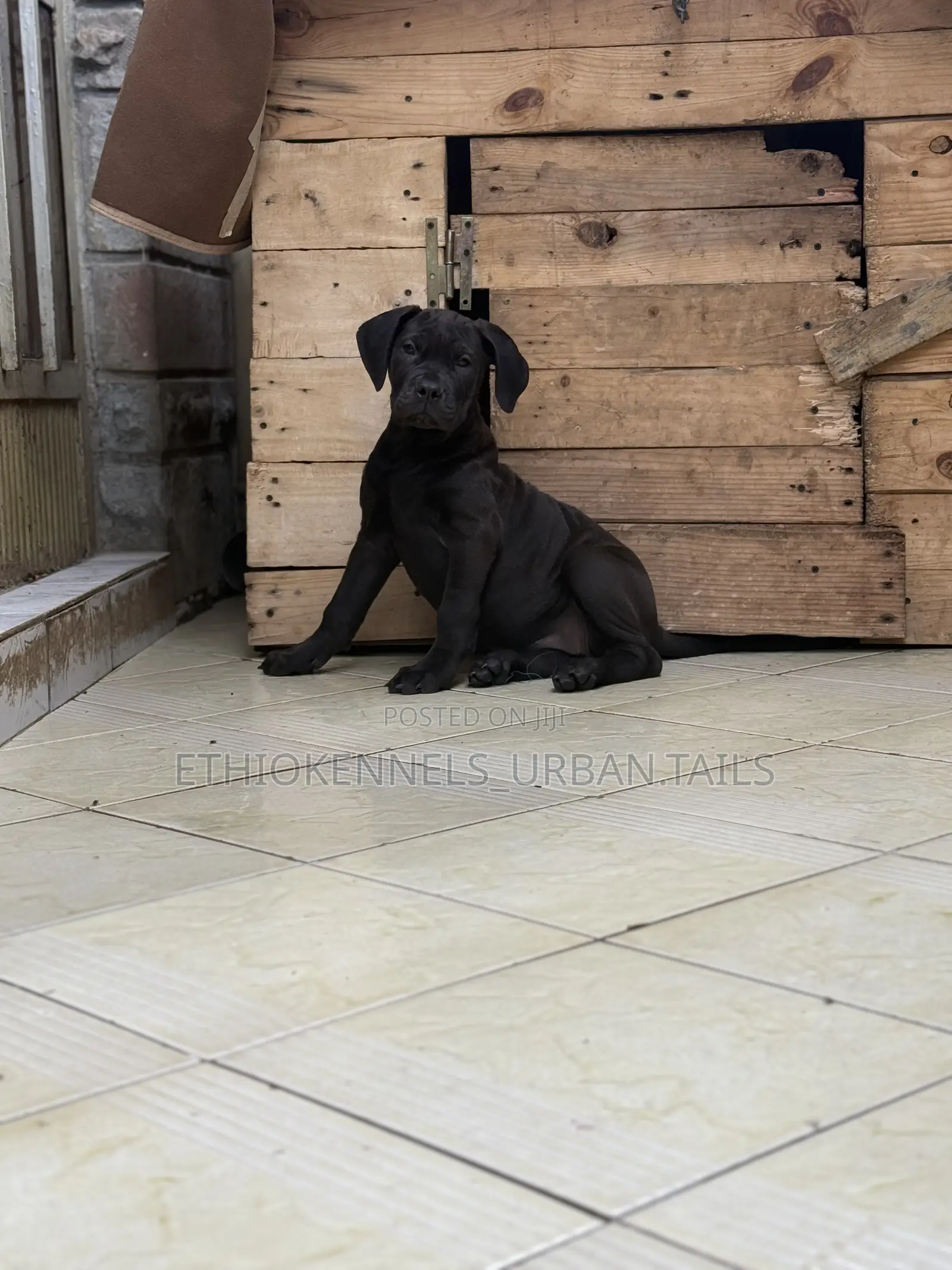 1-3 months Male Purebred Boerboel