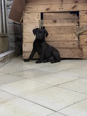 1-3 months Male Purebred Boerboel