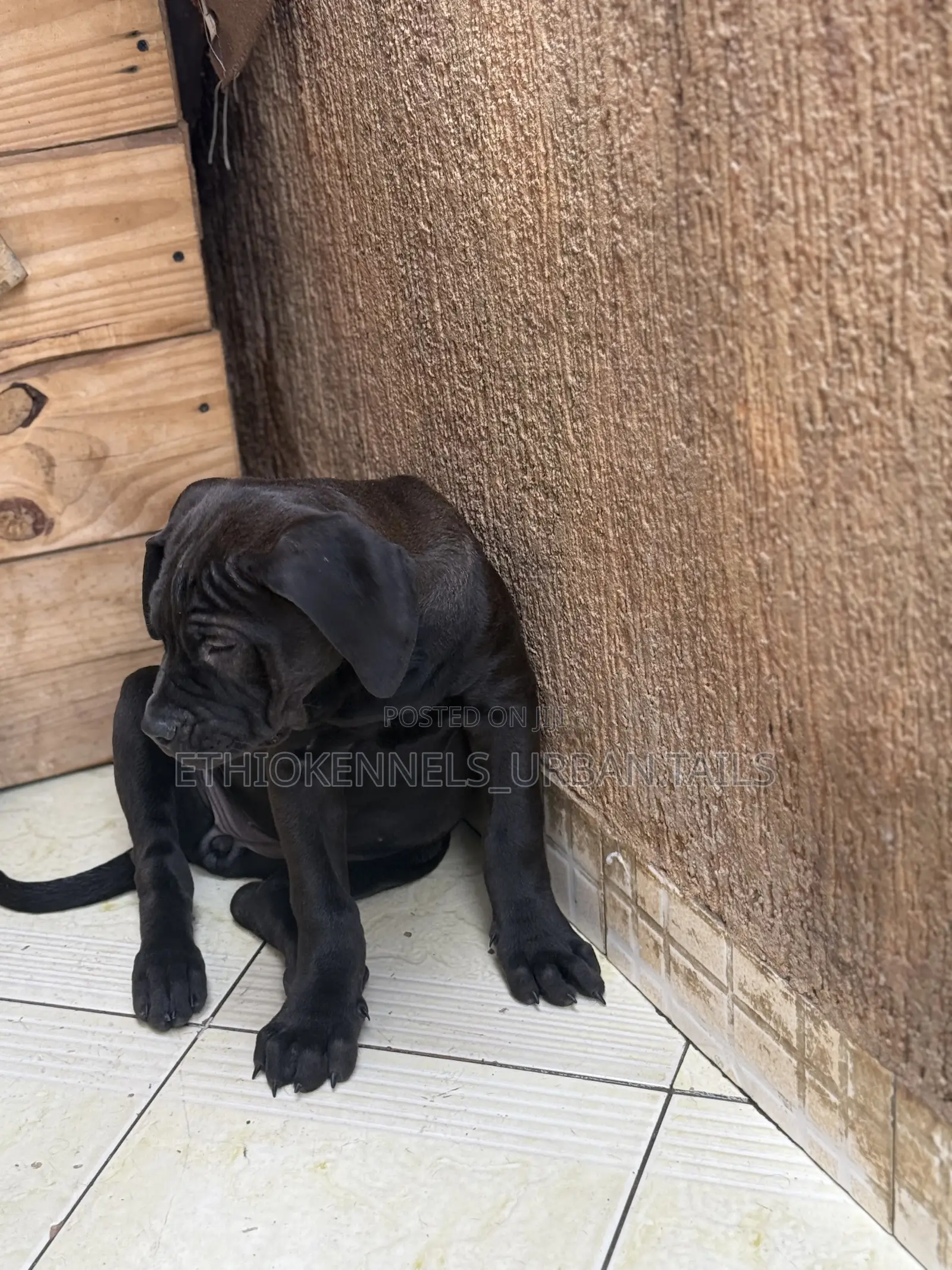 1-3 months Male Purebred Boerboel
