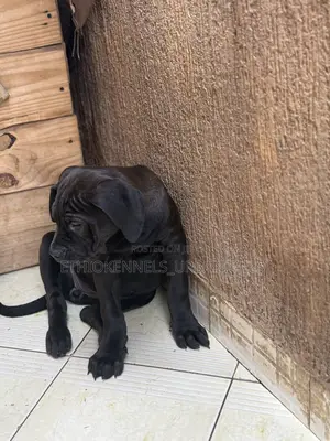 1-3 months Male Purebred Boerboel