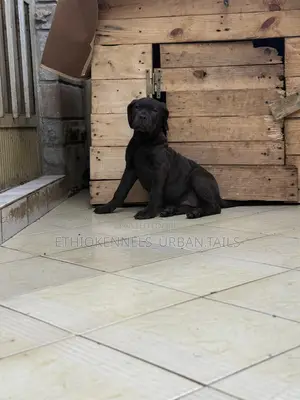 1-3 months Male Purebred Boerboel
