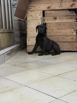 1-3 months Male Purebred Boerboel
