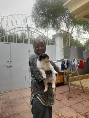 Pet Clinic