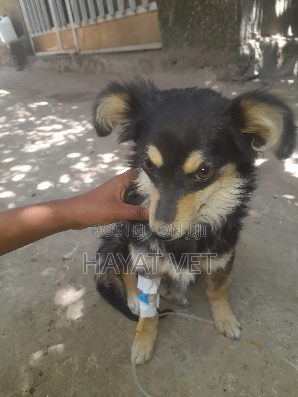 Pet Clinic