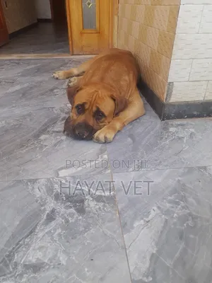Pet Clinic