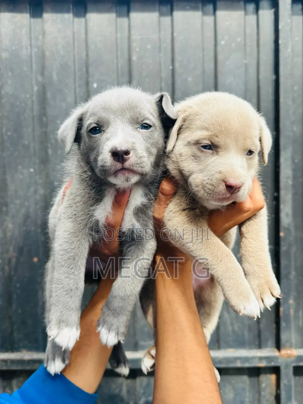 1-3 months Male Purebred American Pit Bull Terrier