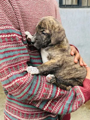 1-3 months Male Purebred American Pit Bull Terrier