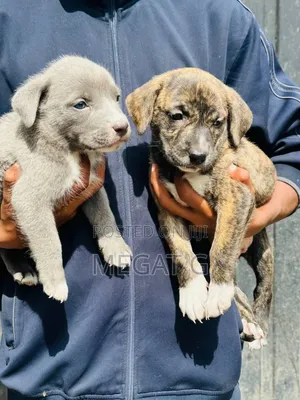 1-3 months Male Purebred American Pit Bull Terrier