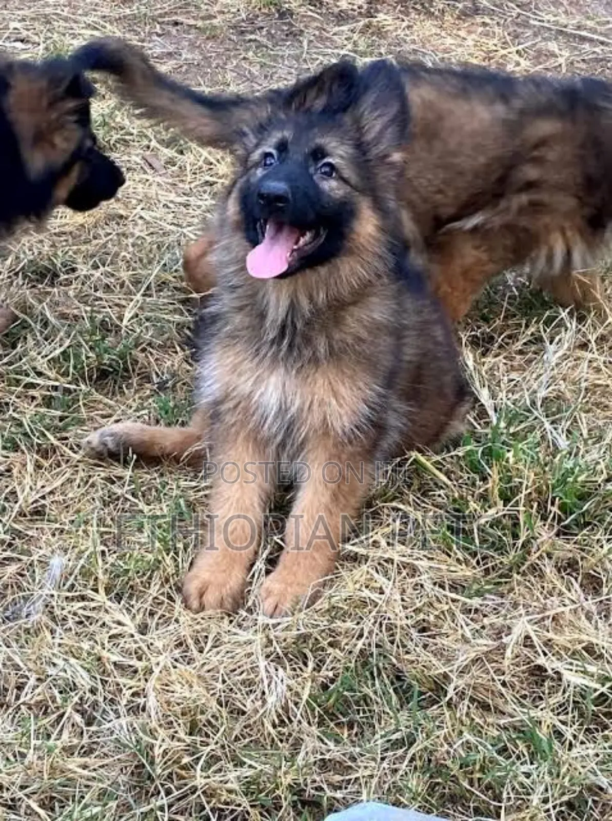 1-3 months Male Purebred German Shepherd