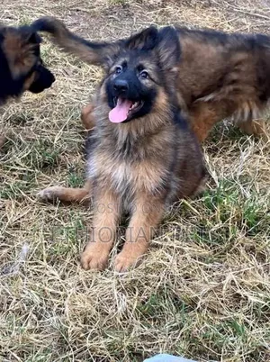 1-3 months Male Purebred German Shepherd