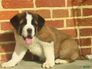 1-3 months Male Purebred Saint Bernard