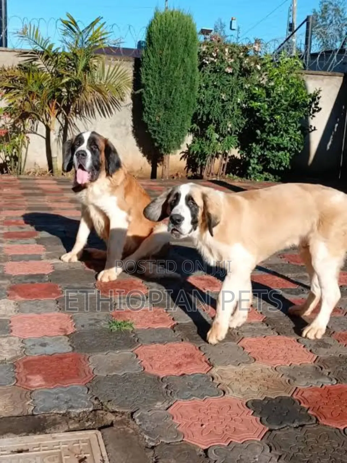 6-12 months Male Purebred Saint Bernard
