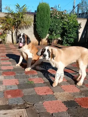 6-12 months Male Purebred Saint Bernard