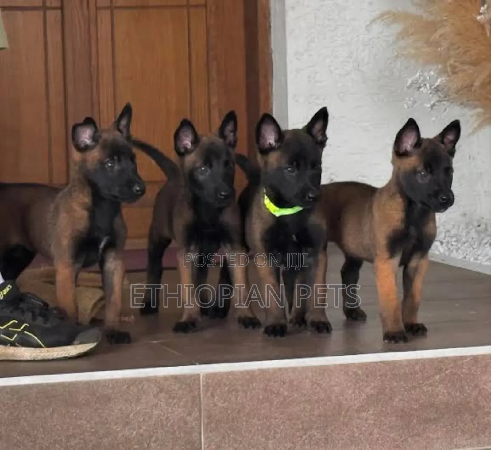 1-3 months Male Purebred Belgian Malinois