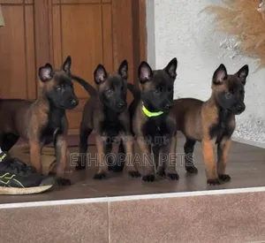1-3 months Male Purebred Belgian Malinois