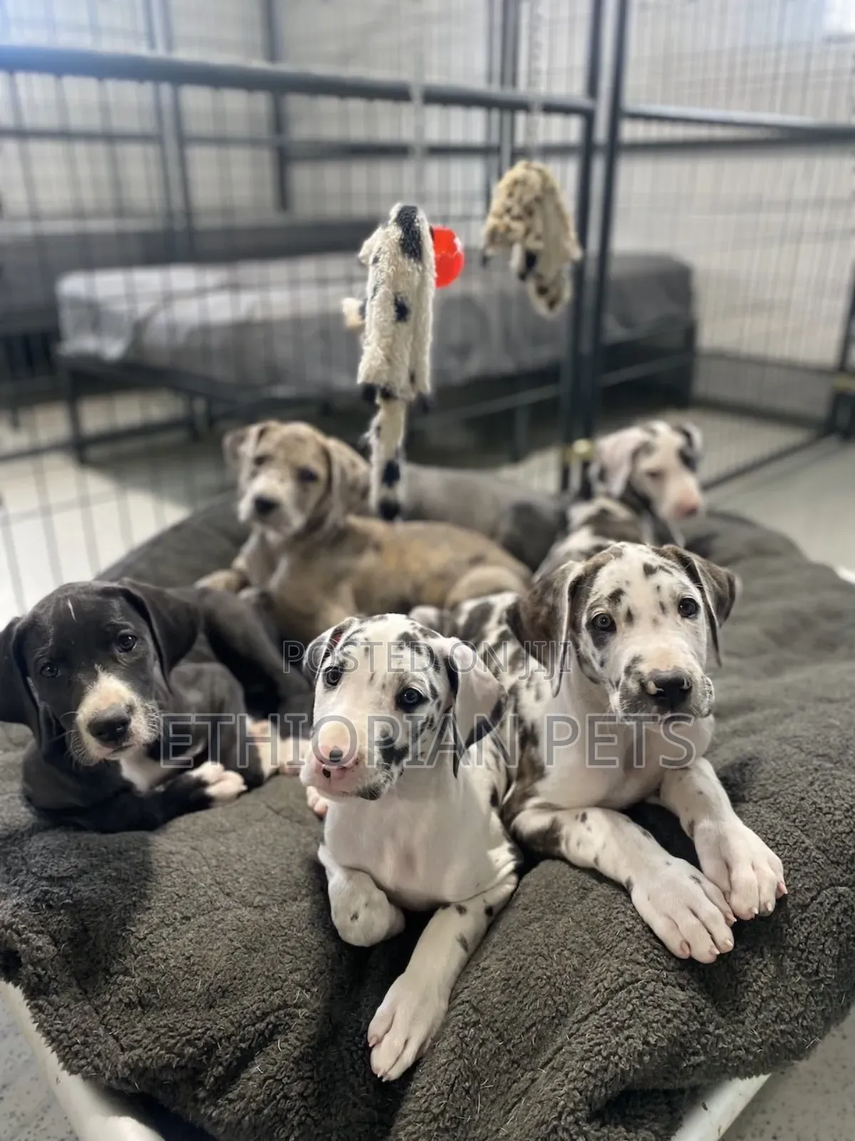 1-3 months Male Purebred Great Dane
