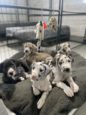 1-3 months Male Purebred Great Dane