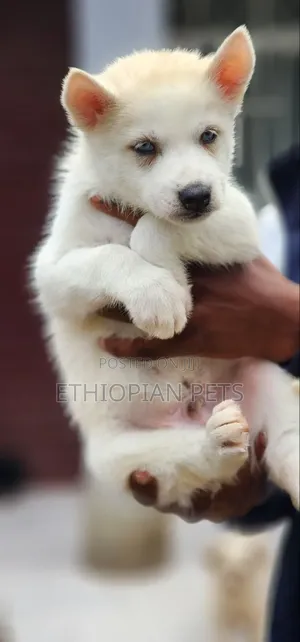 1-3 months Female Purebred Siberian Husky