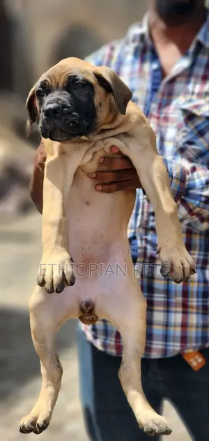 1-3 months Female Purebred Boerboel