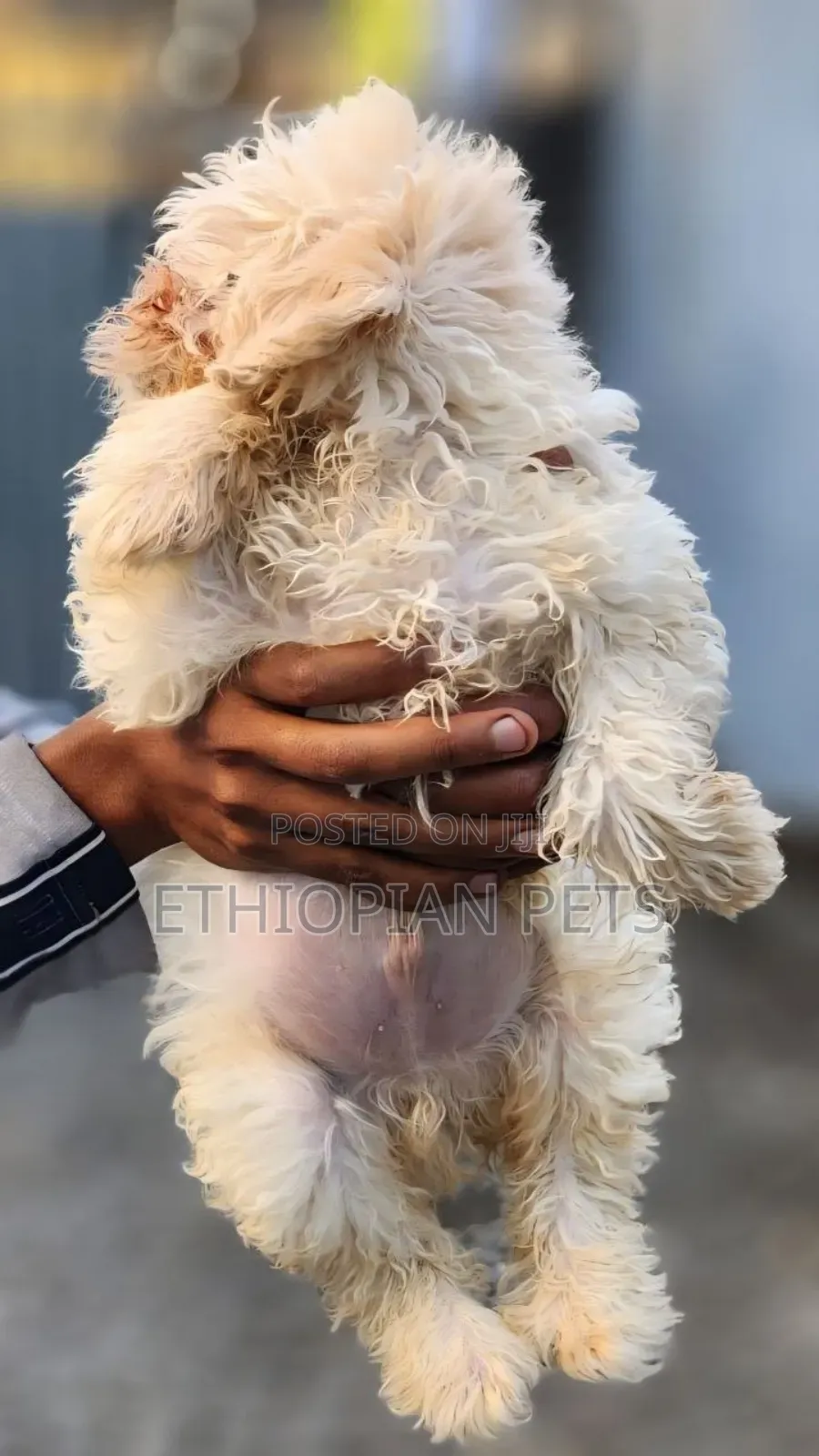 1-3 months Male Purebred Maltipoo
