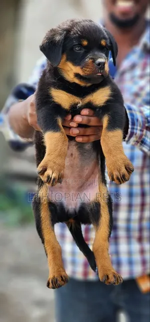 1-3 months Female Purebred Rottweiler