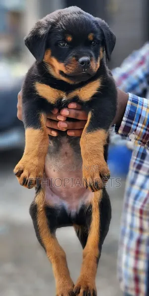 1-3 months Female Purebred Rottweiler