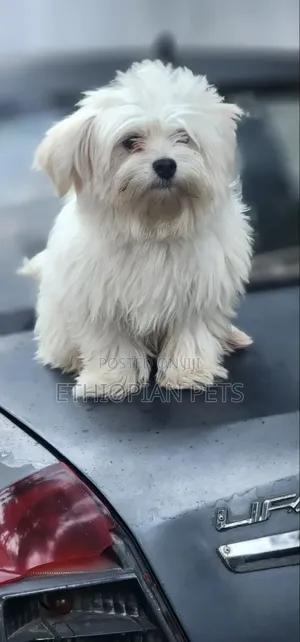 1-3 months Male Purebred Maltese
