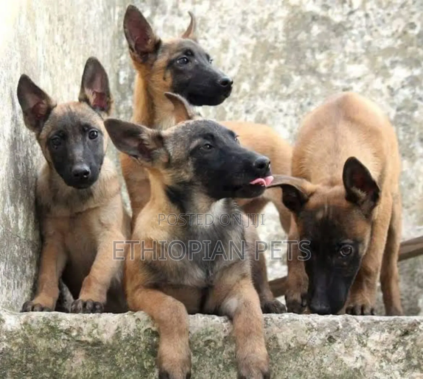 1-3 months Male Purebred Belgian Malinois