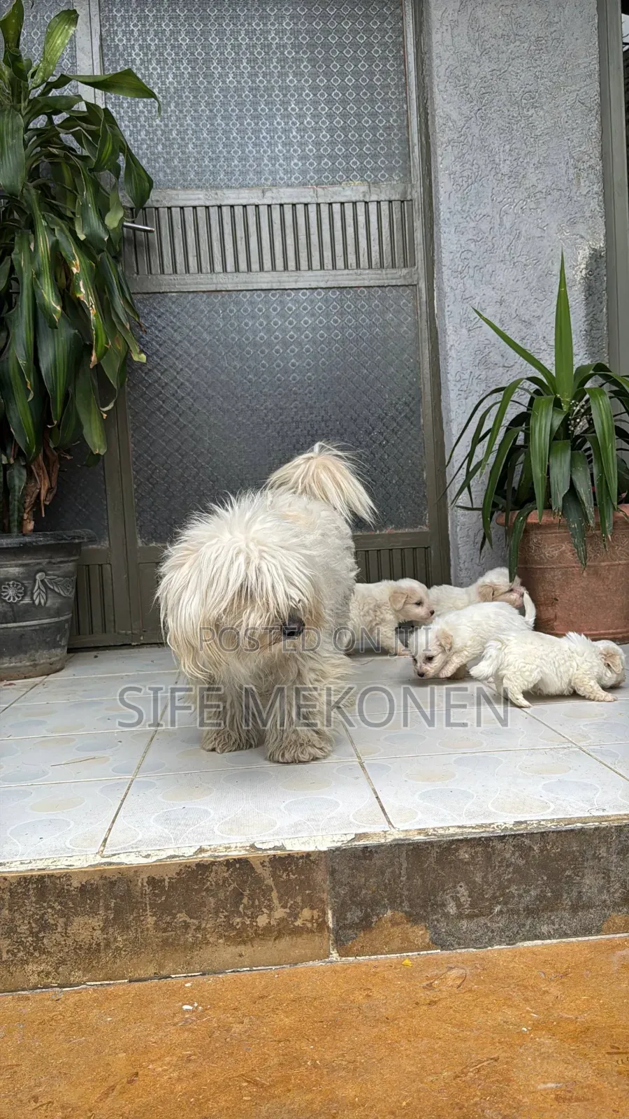 1-3 months Male Purebred Maltese